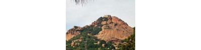 064.திருவாட்போக்கி